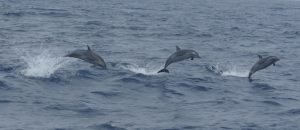p1040016-dolphins-guiding-to-sao-nicolao-klein