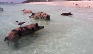 P1060334-swimming pigs-klein